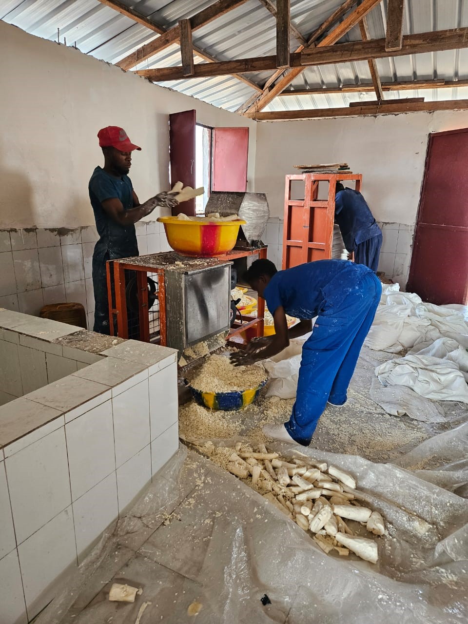 Transformation de manioc à la ferme Bolingo, Batshongo 2024